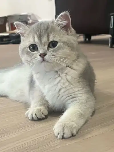 Purebred Blue Golden Shaded British Shorthair Kitten Female, View more