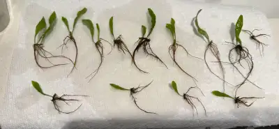 Java fern aquarium plant $2 each, View more