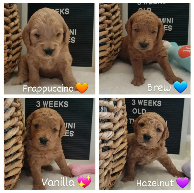 F2b Mini Goldendoodles from health tested parents Dogs & Puppies for