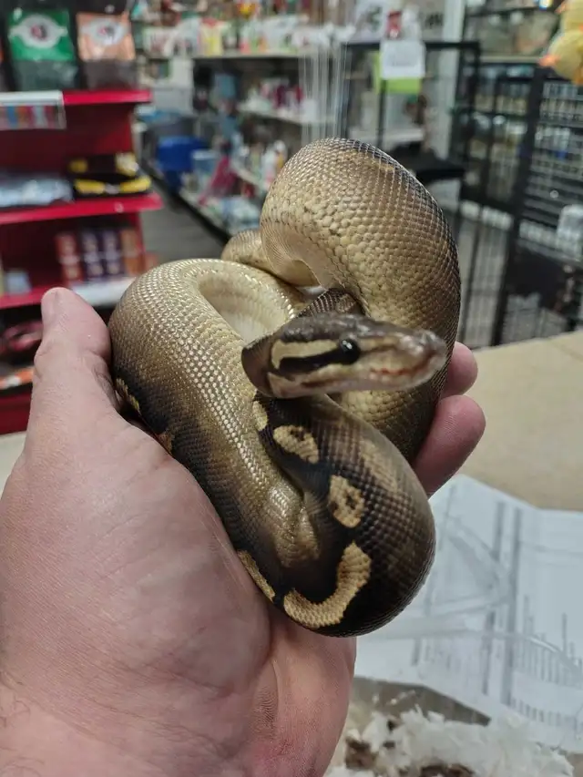 baby ball python in Reptiles & Amphibians for Rehoming in Kawartha Lakes - Image 4