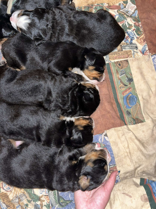 Bernese mountain dog puppies in Dogs & Puppies for Rehoming in Brandon