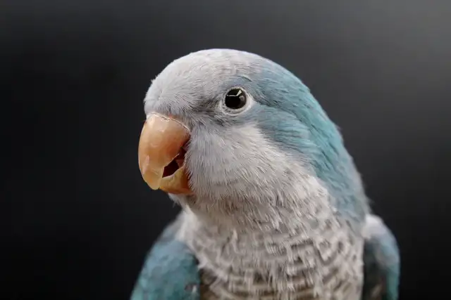 QUAKERS NAM DISPONIBLES in Birds for Rehoming in Laurentides - Image 4