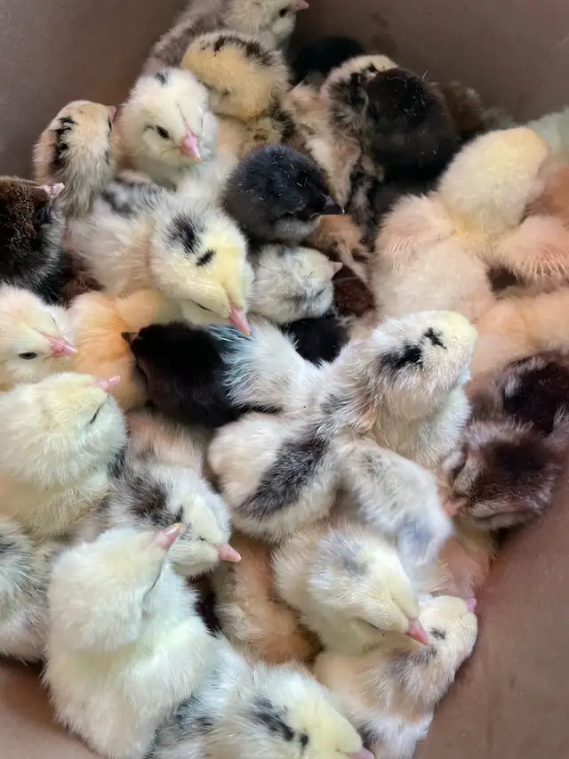 chicks chickens in Livestock in Vernon - Image 4