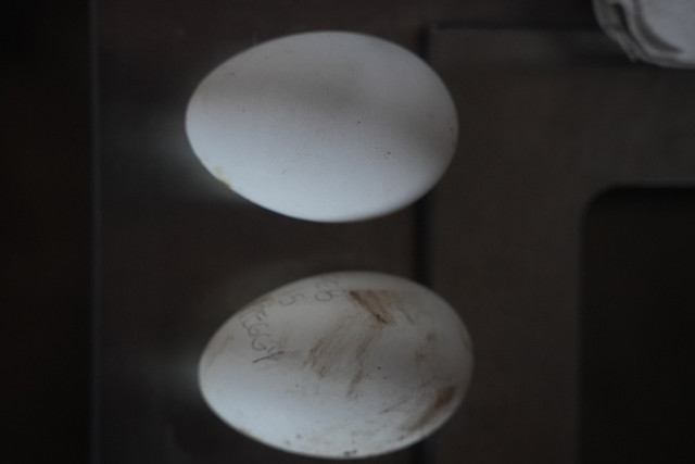 Sebastopol geese hatching eggs in Livestock in Trenton