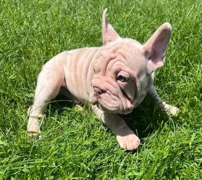 40% off CKC French Bulldogs 2 yr Health guar, View more