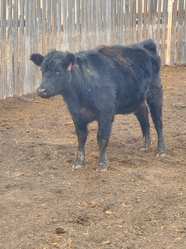 Black angus pairs in Livestock in Moose Jaw - Image 2