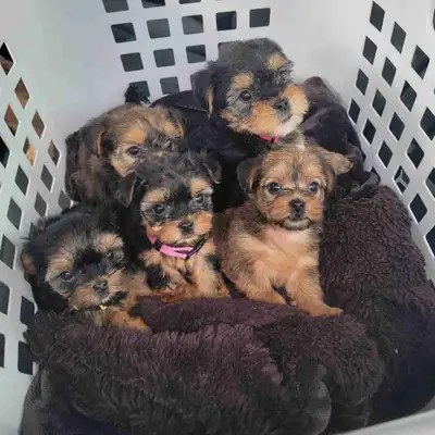 ONLY 3  LEFT ... READY Adorable Teddy Bear face Morkies for sale, View more