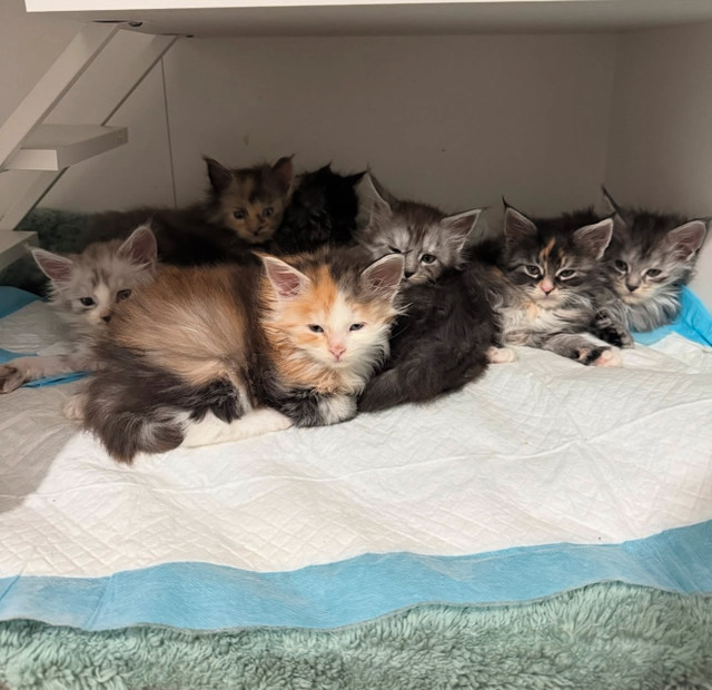 Maine Coon Kittens Ready To Go (Pedigree) in Cats & Kittens for Rehoming in Vancouver