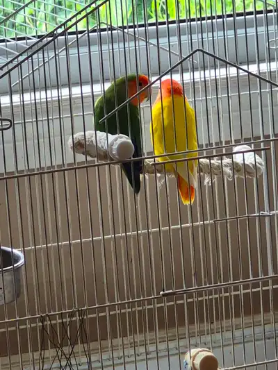 3 Lovebirds 1 Male , 1 bonded mating pair, View more