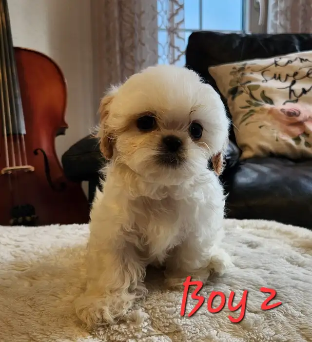 Shih-Tzu puppies in Dogs & Puppies for Rehoming in Winnipeg - Image 3
