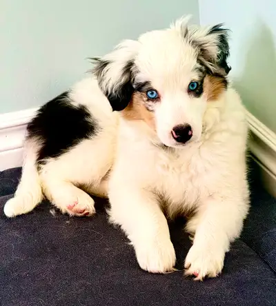 This beautiful little girl is ready for her new forever home as she is 10 weeks old now. She is lovi...