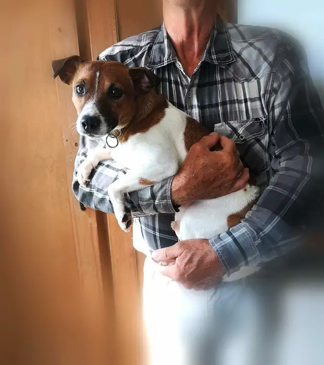***Chien Jack Russell mâle adulte à vendre in Dogs & Puppies for Rehoming in Longueuil / South Shore - Image 7