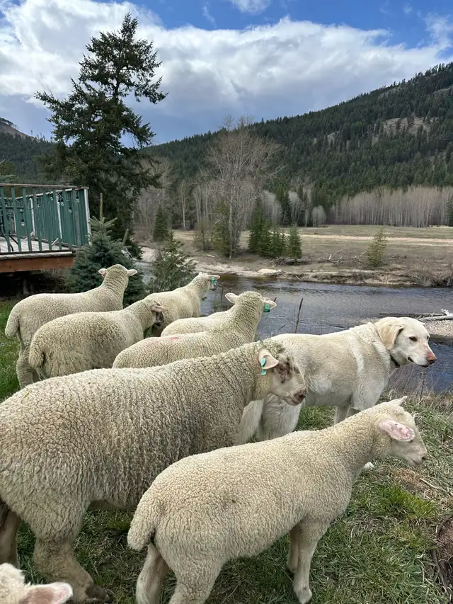 Registered Canadian Arcotts  in Livestock in Penticton - Image 4