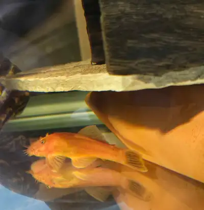 Super Red Pleco Male, View more