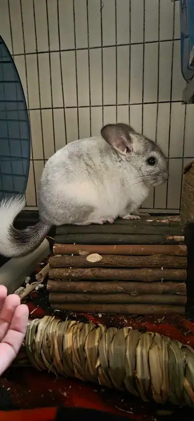 Mosaic chinchilla for rehoming Shes about 1.5 years old, we have been trying to medicate for allergi...