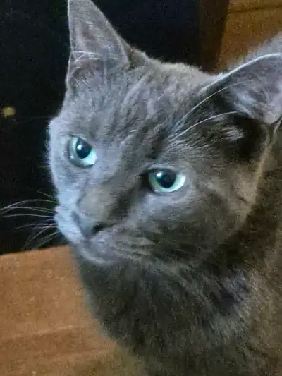 Chat stérilisé pour adoption, View more