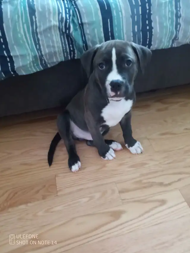 Medium size puppies $200 or best offer in Dogs & Puppies for Rehoming in Brantford - Image 2