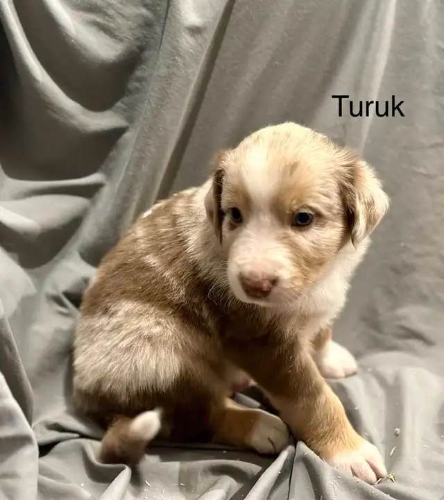 berger australien rouge merle in Dogs & Puppies for Rehoming in Longueuil / South Shore - Image 7