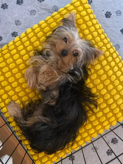 Yorkshire Terrier, View more