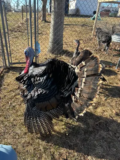 Ridley Bronze turkey hatching eggs or poults, View more