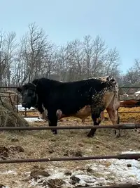 Speckle Park Bull for Sale