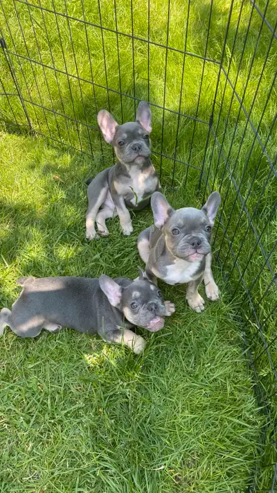 Our girl Kiki had another successful litter on March 25, 2 boys and 1 girl. Natural birth no C-secti...