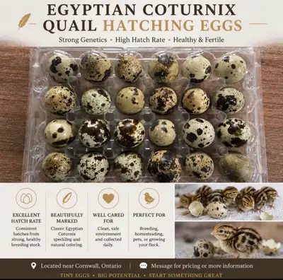 Egyptian Coturnix Quail Hatching Eggs, View more