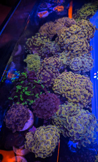 Hammer Corals 