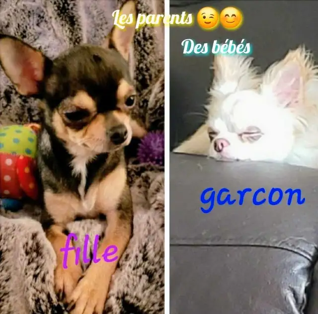 CHIHUAHUA MALE/2FEMELLE DÉNIERE PORTÉ D QUALITÉ/2 FRENCHTON MALE in Dogs & Puppies for Rehoming in City of Montréal - Image 9
