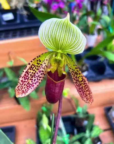promo on orchids, View more