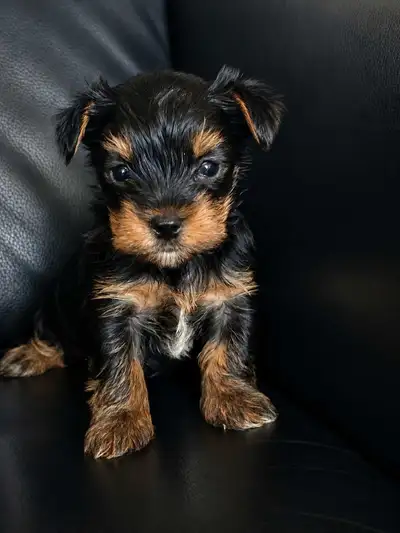 Yorkshire Terrier Puppy, View more