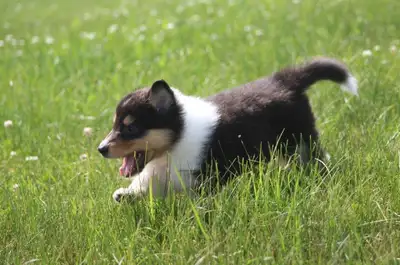 Colley : 2 chiots, Élevage Von St-Gall, View more