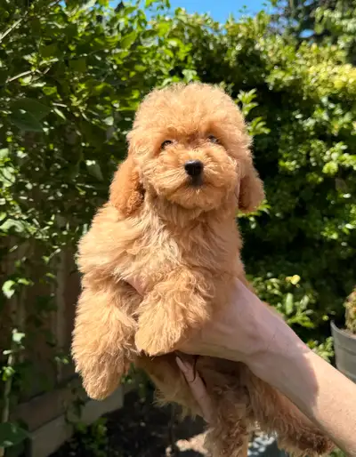 Adorable Toy Poodle Puppies – Health Tested & Home Raised!, View more