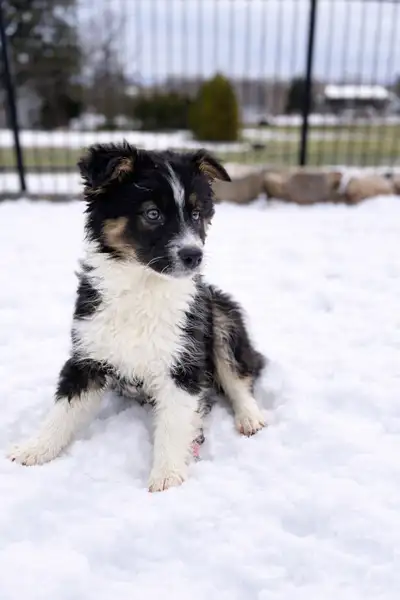 2 Beautiful Australian Shepherd Puppies – 12 Weeks Old, View more