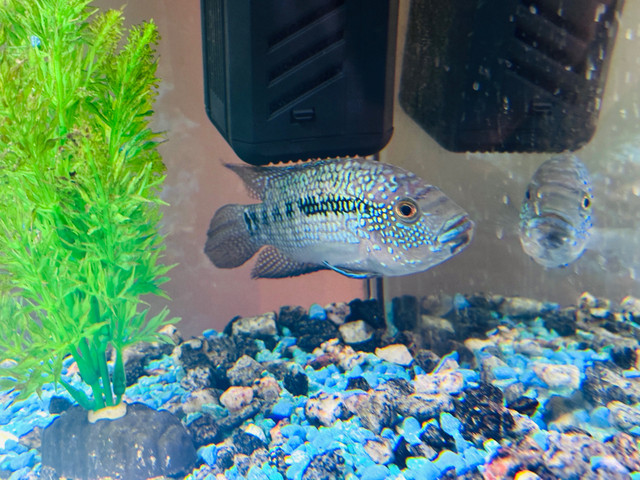 Jack Dempsey  in Fish for Rehoming in St. Catharines