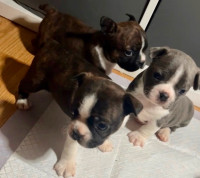 BUGG Puppies (Boston Terrier/Pug)