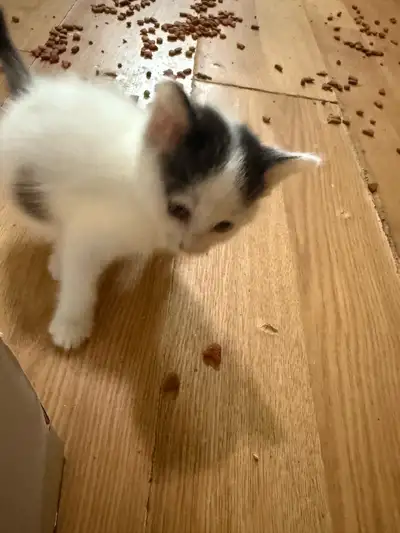 9 week old baby kittens, View more