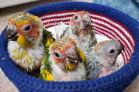 **SUPER SWEET HANDFED BABY SUN CONURES**W/CARE PACKAGE**
