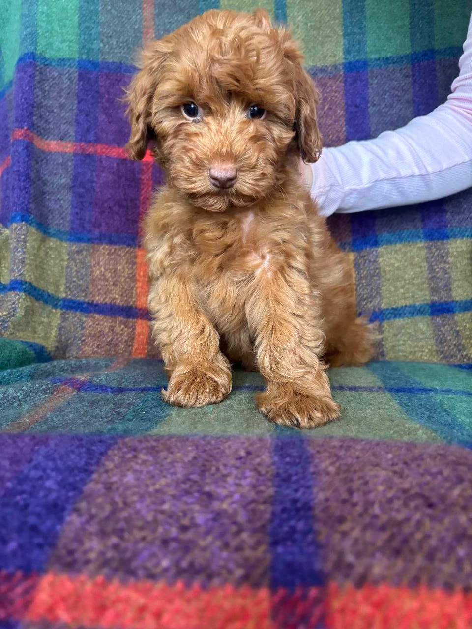 cockapoo puppies 1 female available | Dogs & Puppies for Rehoming ...