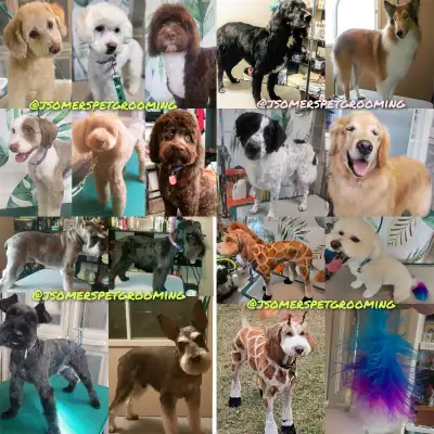 1 on 1 Pet groomer -  Falconridge NE, View more