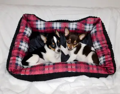 Chihuahua puppies, View more