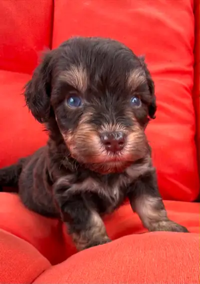 Schnoodle puppies with blue eyes, View more