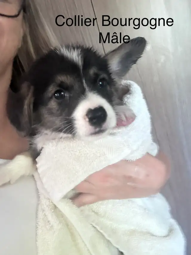 Magnifique Corgi Pembroke chiots in Dogs & Puppies for Rehoming in Laurentides - Image 8