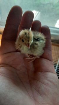 one  day old quails for sale 