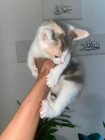 Kittens $100, View more