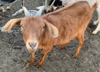 Chevre de 1 an et demi