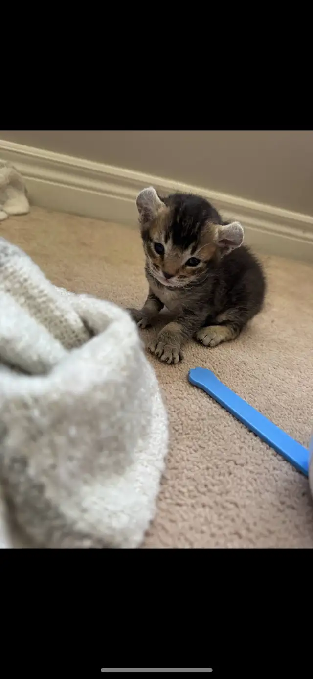 highland lynx in Cats & Kittens for Rehoming in Laval / North Shore - Image 10