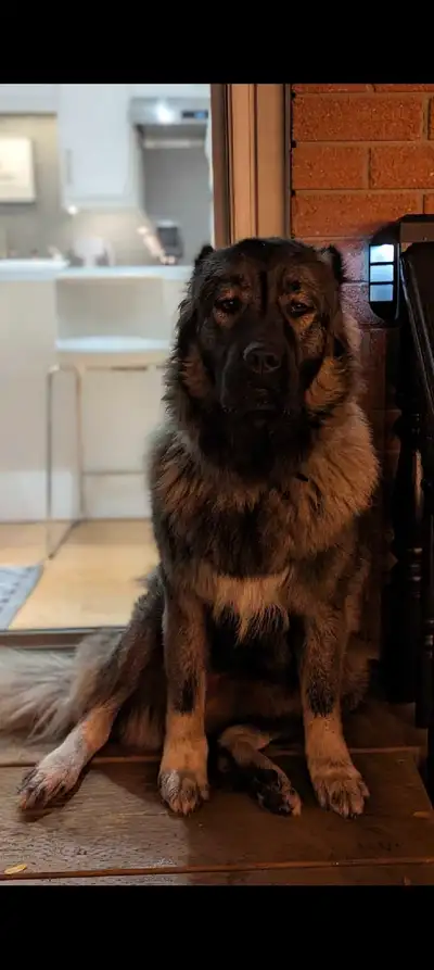 Purebred Caucasian Shepherd, Lara Eska Dog Breeder - Guard Dog, View more