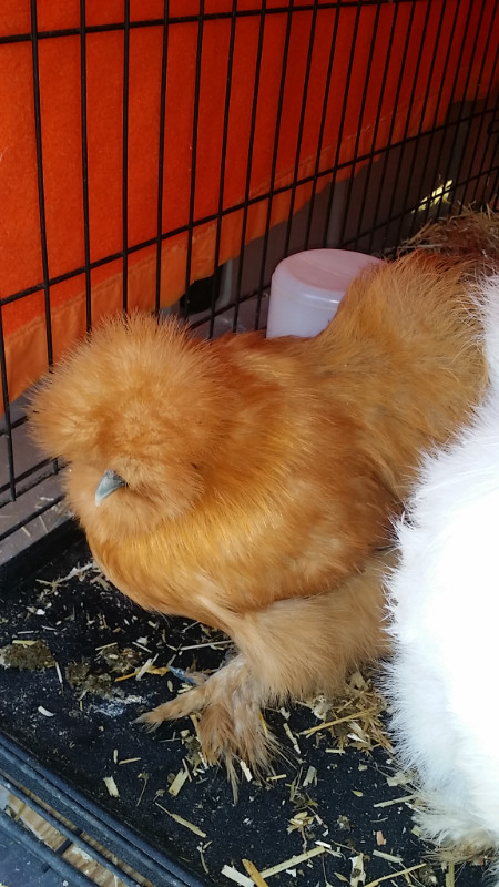 Buff and F1 Blue Cream Silkie Hatching egg Shipped from VIG 4T9 in Livestock in Prince George - Image 3