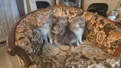 4 Adorable pomeranian baby's, View more